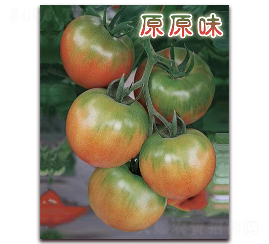 ԭԭζ-��ݮ���ӷN��-���r(n��ng)���v