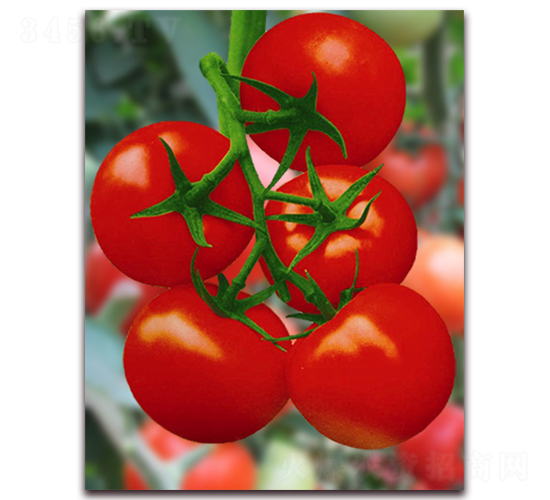 �������F1-��t�����ѷN��-���r(n��ng)���v