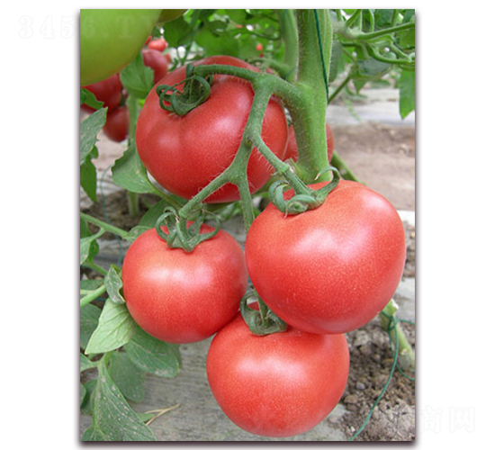 �ɷ�F1-����۹����ѷN��-���r(n��ng)���v