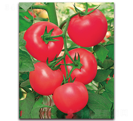 �W��301F1-��Ӳ�ȷ۹����ѷN��-���r(n��ng)���v