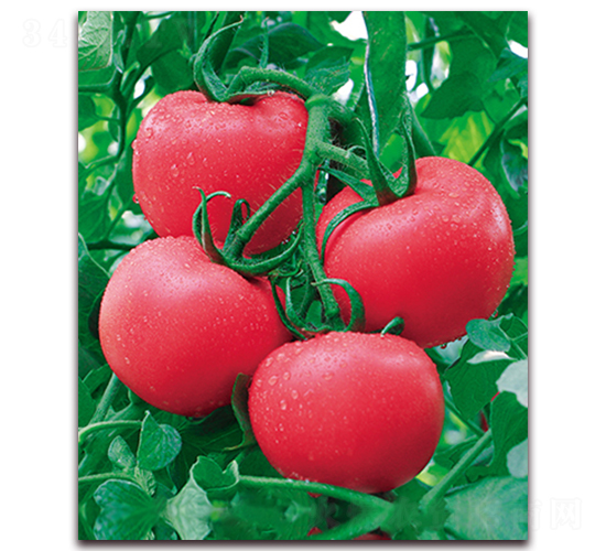 ���r(n��ng)��̖(h��o)F1-�͟ᾫƷ�۹����ѷN��-���r(n��ng)���v