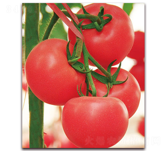 �º��mӲ��F1-��Ӳ�ȷ۹����ѷN��-���r(n��ng)���v