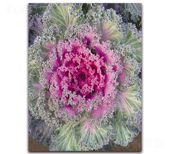 ���¸��{-���{�N��-�ꂥ�N�I(y��)