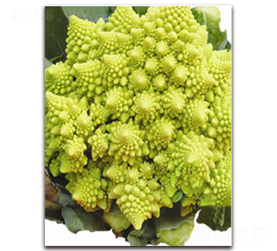 ������-���{(l��n)�N��-�ꂥ�N�I(y��)