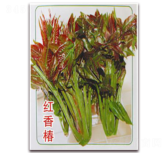 �t�㴻-�㴻�N��-�ꂥ�N�I(y��)