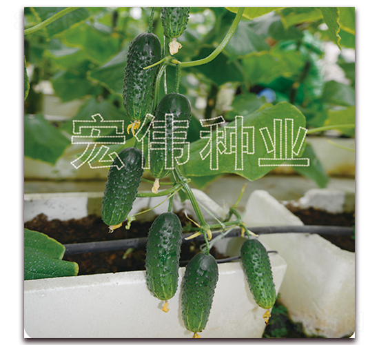 ��ɯһ̖-�S�ϷN��-�ꂥ�N�I(y��)