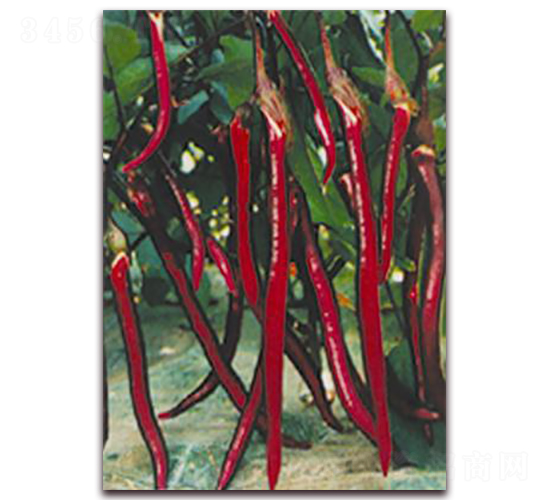 ����-���ӷN��-�ꂥ�N�I(y��)