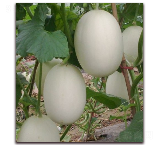 ��������-��ϷN��-�ꂥ�N�I(y��)