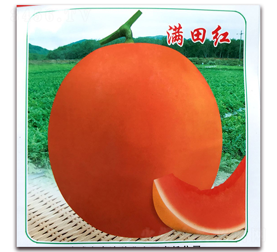 �M��t-��ϷN��-�ꂥ�N�I(y��)