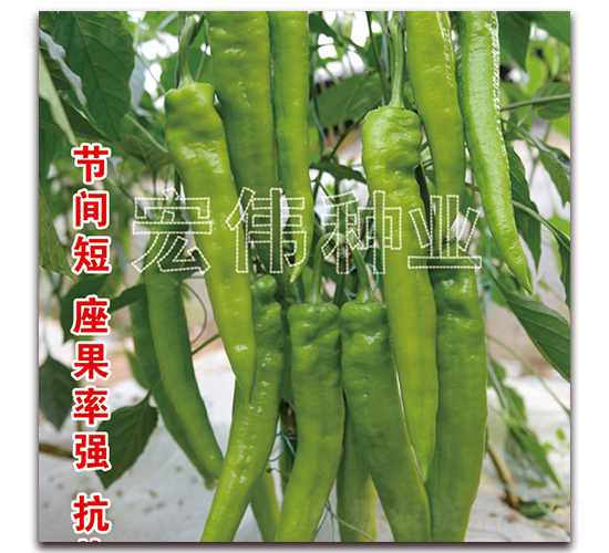 ţ��⽷-�����N��-�ꂥ�N�I(y��)