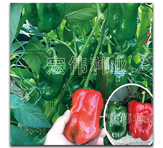 �����KƤ��666-�����N��-�ꂥ�N�I(y��)