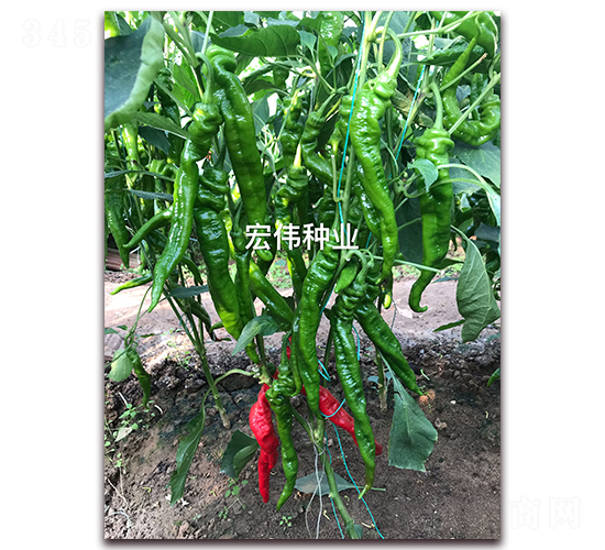 ���]һ̖(h��o)-�����N��-�ꂥ�N�I(y��)