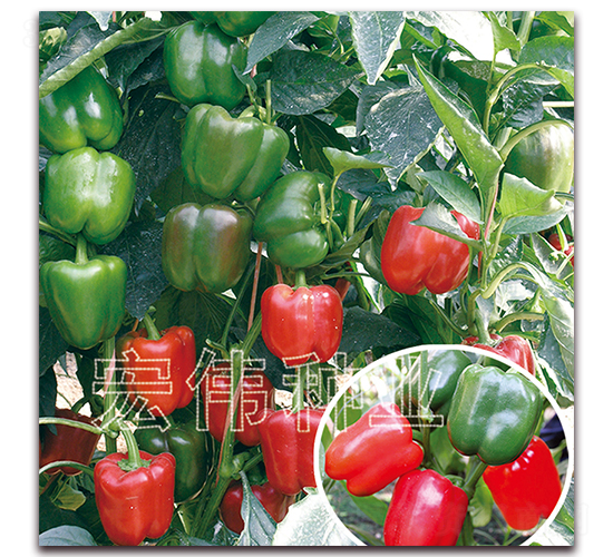 �t���o(j��)һ̖(h��o)-�����N��-�ꂥ�N�I(y��)