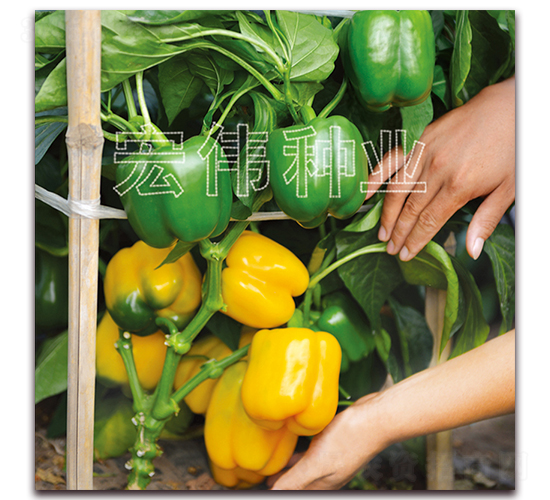 �����o(j��)һ̖(h��o)-�����N��-�ꂥ�N�I(y��)