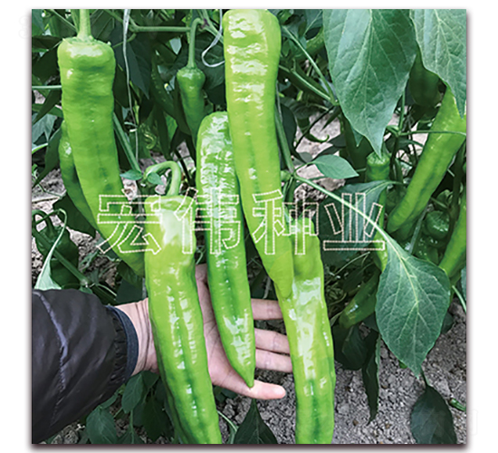 ������̖-�����N��-�ꂥ�N�I(y��)