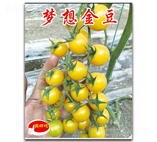 ��(m��ng)���-�������t���N��-�ꂥ�N�I(y��)