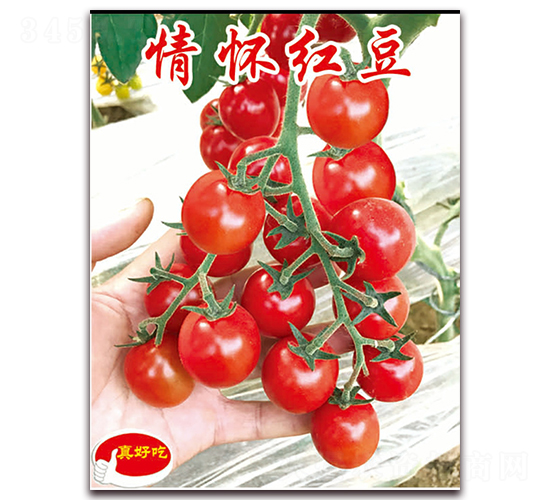 ��Ѽt��-�������t���N��-�ꂥ�N�I(y��)