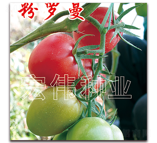 ���_��-�������t���N��-�ꂥ�N�I(y��)