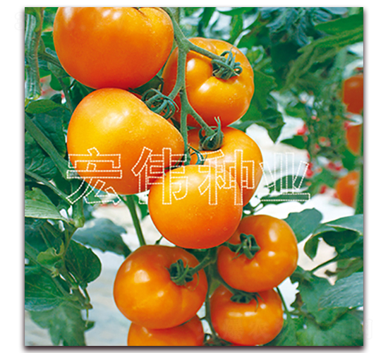 ��۶�̖(h��o)-�������t���N��-�ꂥ�N�I(y��)