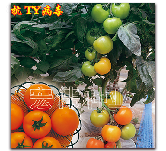 ���һ̖(h��o)-�������t���N��-�ꂥ�N�I(y��)