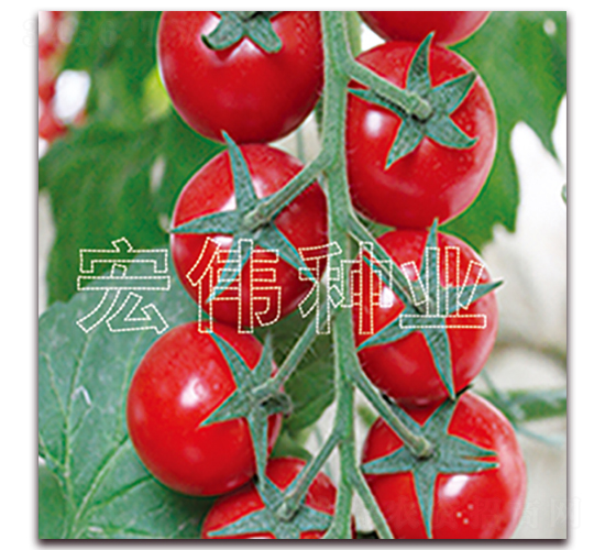 ���t5369-�������t���N��-�ꂥ�N�I(y��)