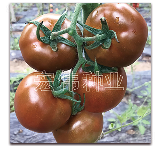 �������̖-�������t���N��-�ꂥ�N�I(y��)