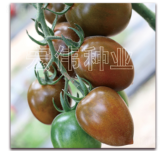 ���_��һ̖(h��o)-�������t���N��-�ꂥ�N�I(y��)