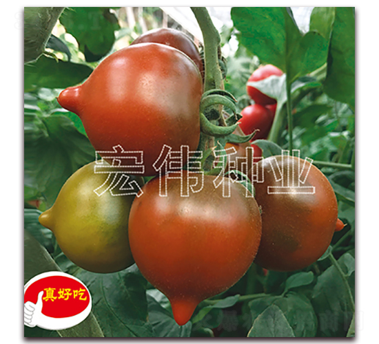 ���Ҷ�̖-�������t���N��-�ꂥ�N�I(y��)