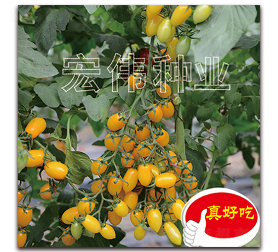 ���-�������t���N��-�ꂥ�N�I(y��)