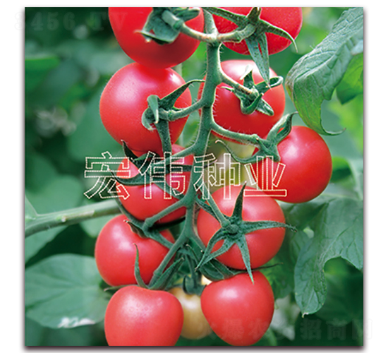 ����516-�������t���N��-�ꂥ�N�I(y��)