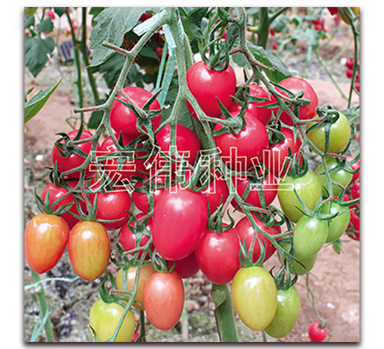 �ی�ؐ-�������t���N��-�ꂥ�N�I(y��)