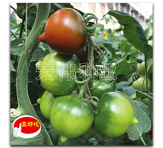 ����һ̖(h��o)-�������t���N��-�ꂥ�N�I(y��)