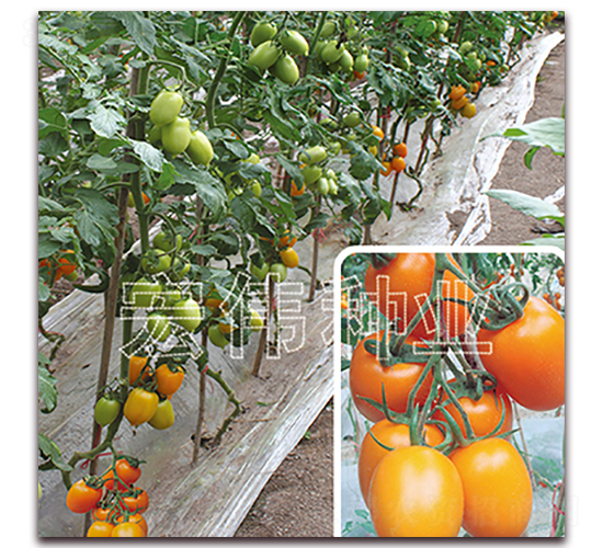 �S�_��-�������t���N��-�ꂥ�N�I(y��)