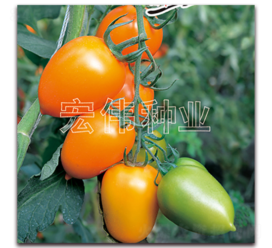 ��ţһ̖(h��o)-�������t���N��-�ꂥ�N�I(y��)