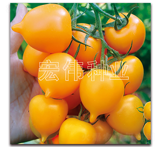 ����һ̖(h��o)-�������t���N��-�ꂥ�N�I(y��)