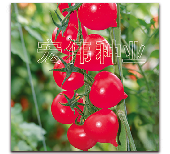 ����һ̖-�������t���N��-�ꂥ�N�I(y��)