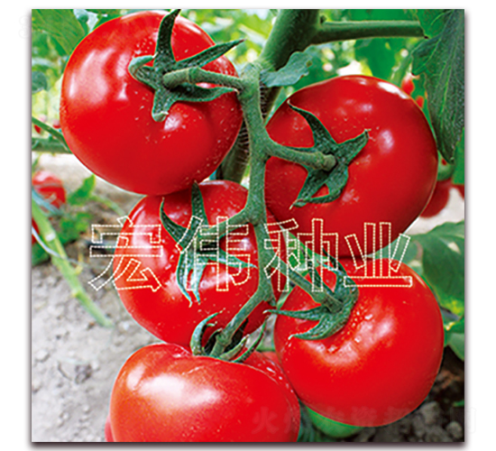 ȫ��218-�t�����t���N��-�ꂥ�N�I(y��)