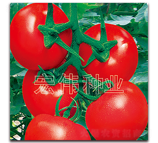 �P��2008-�t�����t���N��-�ꂥ�N�I(y��)