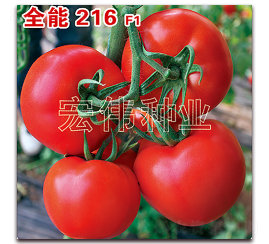 ȫ��216-�t�����t���N��-�ꂥ�N�I(y��)