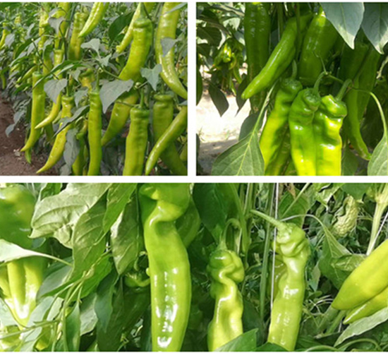 �L�ٌ�܊-�����N��-���R�߿�