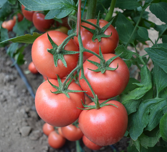 �϶��̖(h��o)-�۹����t���N��-���R�߿�