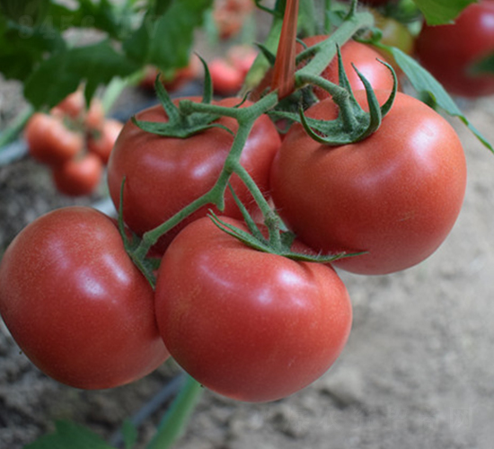 ���R��̖-�۹����t���N��-���R�߿�