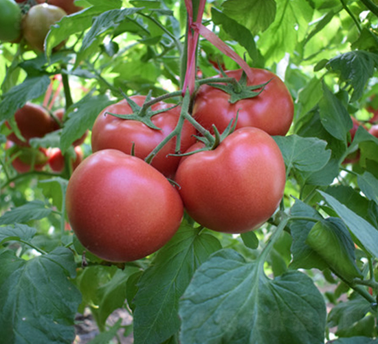 ��mһ̖-�۹����t���N��-���R�߿�