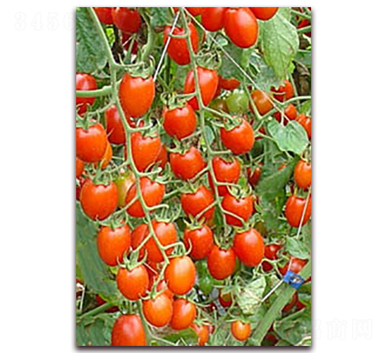 �t�Ќ�-�tɫ���ҷ��ѷN��-���f��