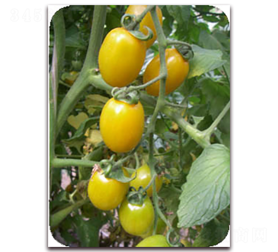 ��ٝ-�Sɫ���ҷ��ѷN��-���f��