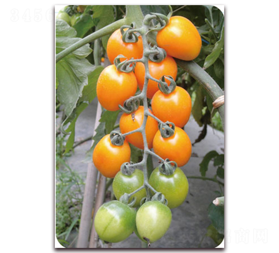 ����ɯ-�Sɫ���ҷ��ѷN��-���f��