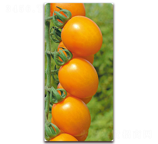 ����-�Sɫ���ҷ��ѷN��-���f��