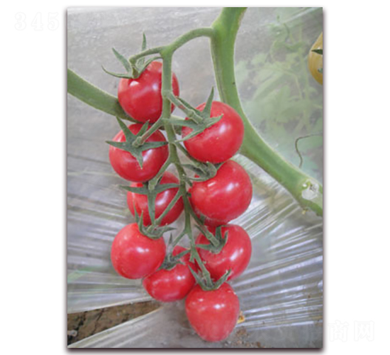 �찲��-��ɫ���ҷ��ѷN��-���f��