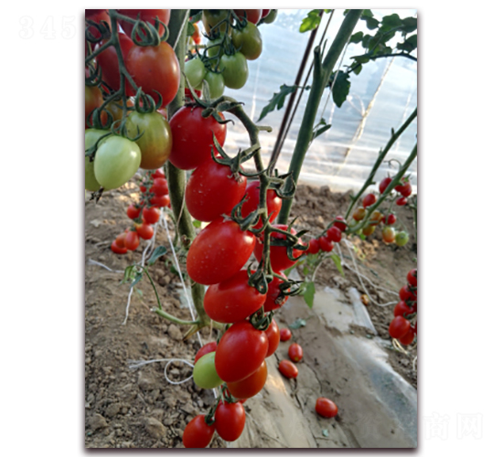 ����-���ҷ��ѷN��-���f(w��n)��