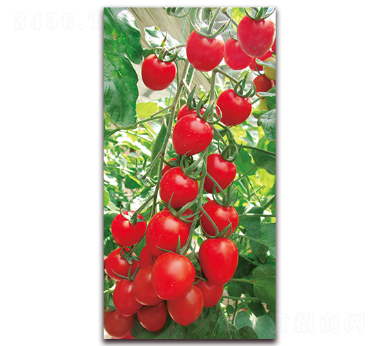 �t����-��TY���ҷ��ѷN��-���f��